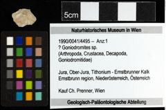Foto (Objekt + Etiketten) von ? Goniodromites sp. 